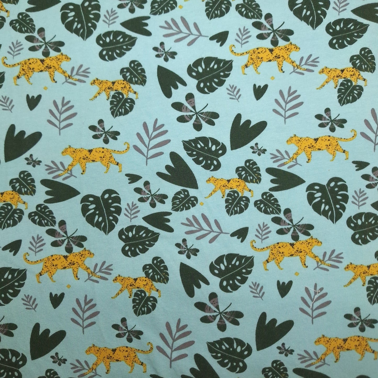 Adult monstera cheetas